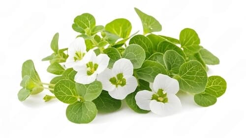 Brahmi